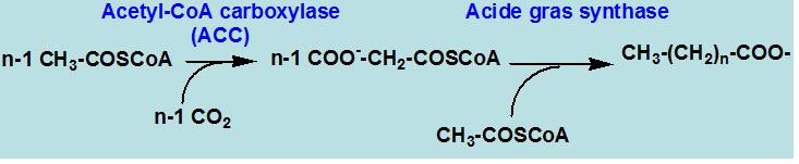 Synthesis of saturated fatty acids GLOBAL SYNTHETIC BALANCE: n CH 3 COSCoA 4(n-1) e CH 3 (CH 2 ) 2n-2 COO - + HSCoA (Anabolic Lynen spiral ).