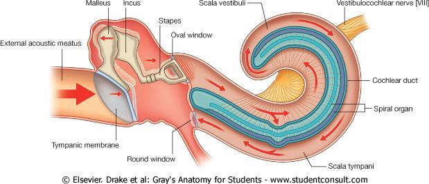 Movements of the Auditory Ossicles