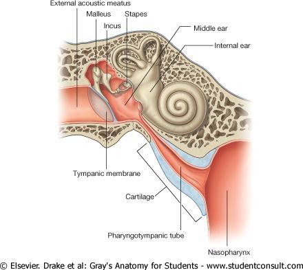 Auditory Tube Connects the anterior wall of the tympanic cavity to the nasal pharynx. Posterior third is bony.