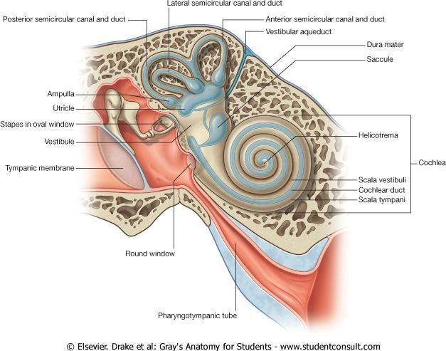 Vestibule Bony labyrinth Semicircular canals Internal Ear (Labyrinth) Cochlea Utricle and saccule