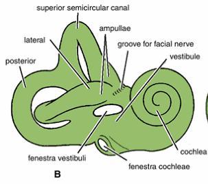 Semicircular canals The superior canal is vertical and placed at right angles to the long axis of the petrous bone.