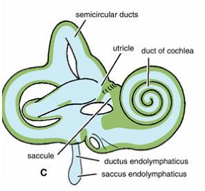 Semicircular ducts Whenever a movement of the head accelerates or decelerates, the endolymph in the semicircular ducts changes its speed of movement