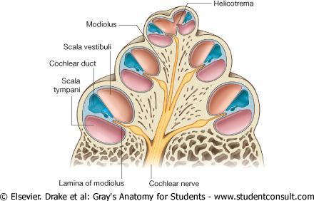 Duct of the cochlea The highly specialized epithelium that lies on the basilar