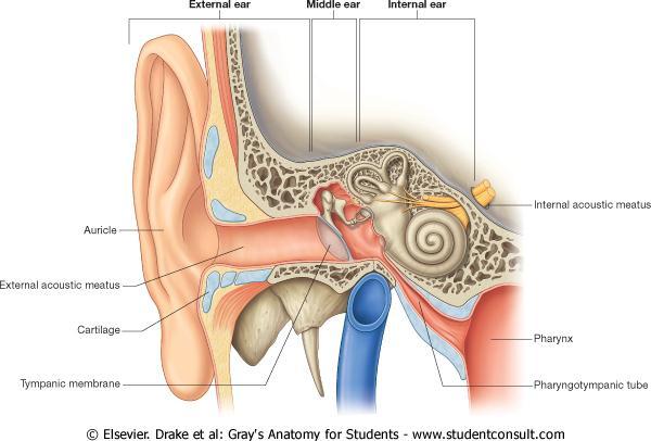 External Ear Auricle External auditory meatus Outer third is elastic