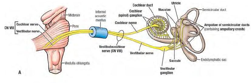 Vestibulocochlear Nerve Dr.