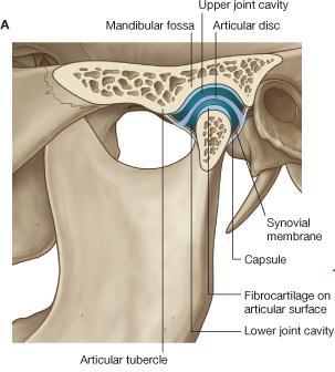 Temporomandibular Joint - Articulation Articulation occurs between: The articular tubercle and the anterior portion of the mandibular fossa of the temporal bone above The