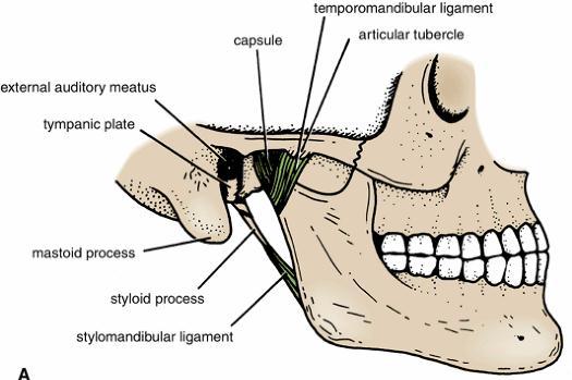 Temporomandibular Joint Capsule The capsule surrounds the joint and is attached above to the