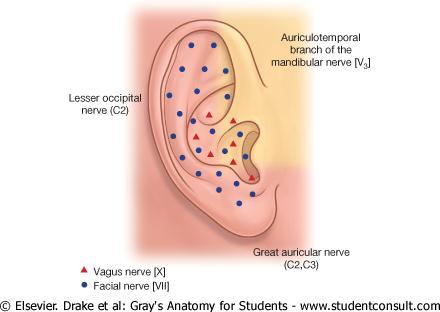 External Ear The sensory nerve supply of the lining skin is derived from the Auriculotemporal nerve branch of mandibular nerve.