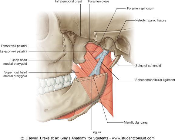 Medial pterygoid muscle Dr.