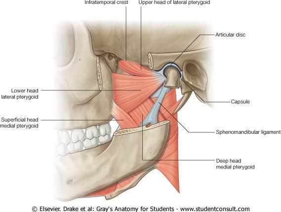 Lateral pterygoid muscle Dr.