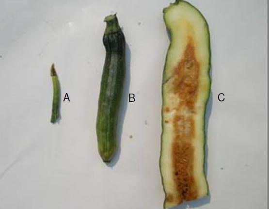 Melon fly damage (A) Pre-set (B) Post-set (C) Mature cucurbits Sapkota et al.