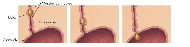 The Esophagus The bolus passes through a tube called the esophagus into the stomach.