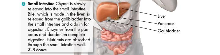 Digestion in the Small Intestine As chyme enters the duodenum from the stomach, it mixes