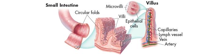 Absorption From the Small Intestine The folded surfaces of the small intestine are covered with fingerlike projections called villi.