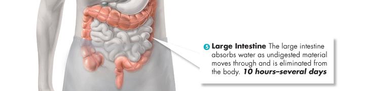 Absorption From the Small Intestine When chyme leaves the small intestine, it enters the large intestine, or colon.