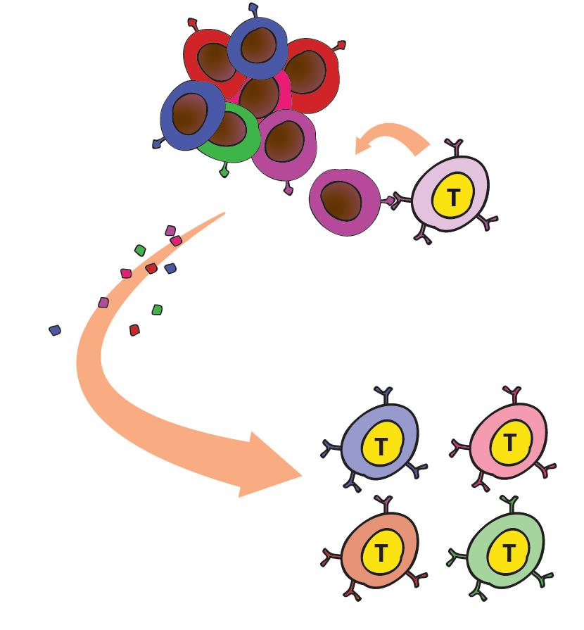 I-5. Lessons from the NCC Cancer Immunotherapy Epitope spreading is required for the complete