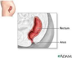 Large Intestine - Rectum The lower 20cm of the large intestine where feces are stored It may take 4 to 72 hours