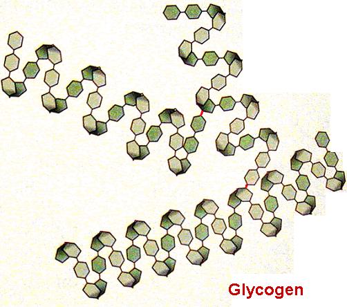 Polysaccharides- Glycogen made by animals excess glucose is converted to glycogen by hormone