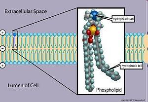 Phospholipid Bilayer Cell Membrane Hydrophilic head (phosphate + nitrate + glycerol)