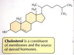 Cholesterol soft, waxy lipid in body cells, in arteries and veins, on cell membranes, insulate