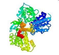 Proteins Provide structure within the body, muscles, skin, nails, hair, organs, cells membrane protein channels, antibodies and enzymes