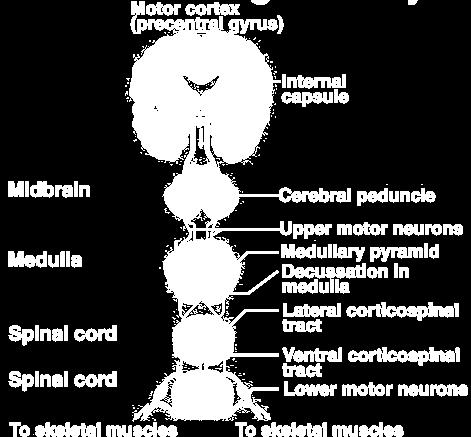 Supra-spinal motor neurons are also known as upper motor neurons, while the spinal anterior grey horn motor neuron are known as lower motor neuron.