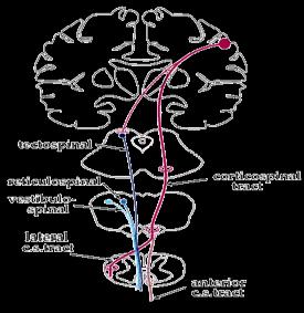 Spinal Cord Tracts 2. Rubrospinal Tract: Arise from red nucleus situated at the level of sup: colliculus in the midbrain.