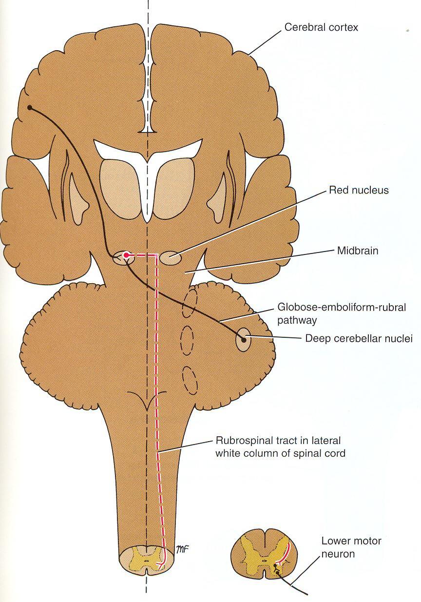 Spinal Cord Tracts Fibers cross in ventral tegmental decussation, descend down, lies in the lateral funiculus, terminates in lateral half of L: V, VI, VII.