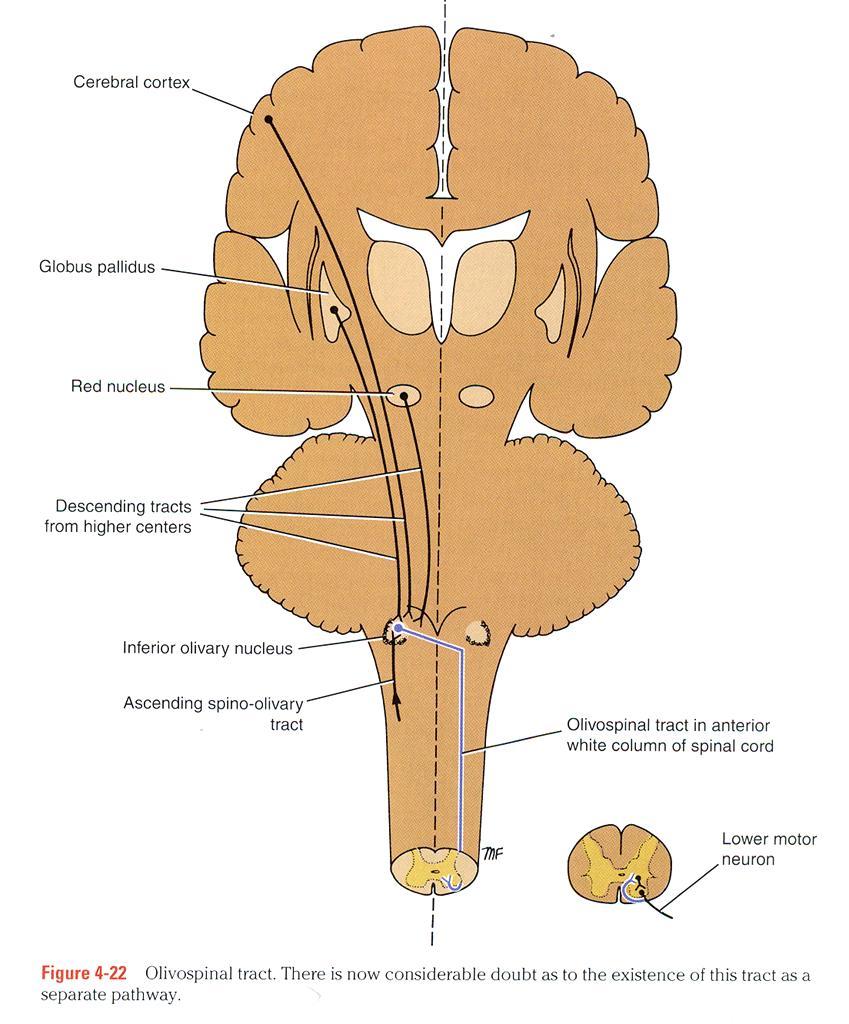 Spinal Cord Tracts The reticulospinal tract can facilitate or inhibit the (gama or alpha motor neuron) voluntary movement and reflex activity.