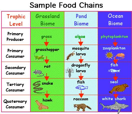 Food Chains and Webs --- "What's for dinner?" Every organism needs to obtain energy in order to live.