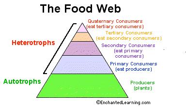 The Food Pyramid The arrows in a food chain show the flow of energy, from the sun or hydrothermal vent to a top predator. As the energy flows from organism to organism, energy is lost at each step.