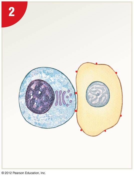 Figure 22-12 How Natural Killer Cells Kill