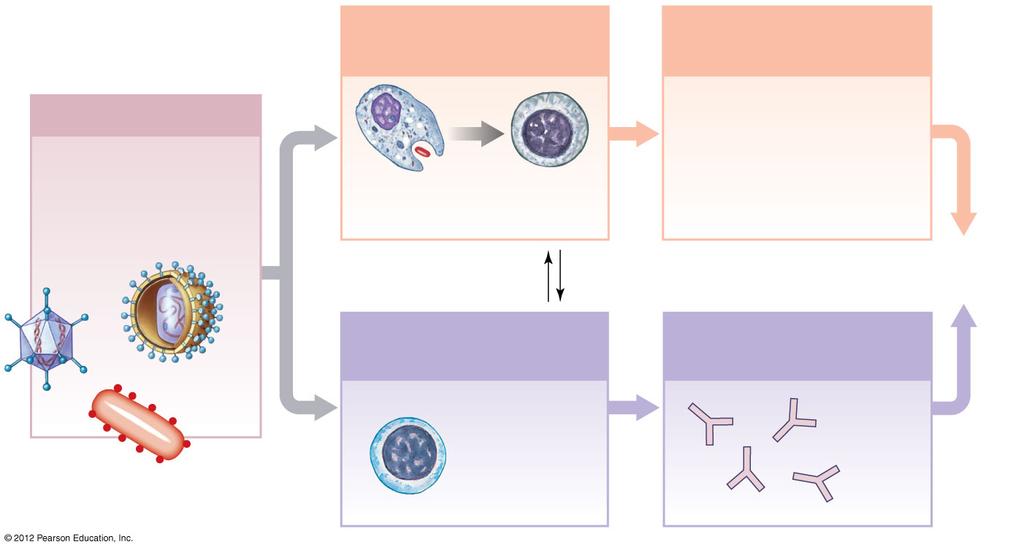 Figure 22-17 An Overview of the Immune Response Cell-Mediated Immunity Direct Physical and Chemical AVack Adap6ve Defenses An6gen presenta6on triggers specific defenses, or an immune response.