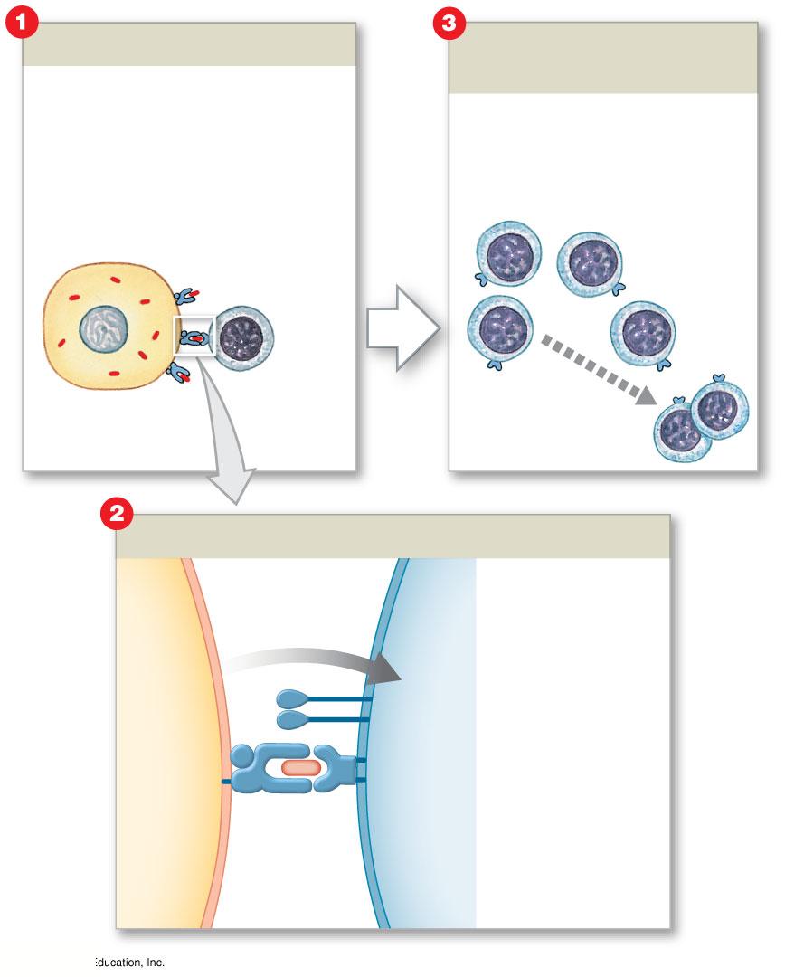 Figure 22-19 An5gen Recogni5on by and Ac5va5on of Cytotoxic T Cells (Steps 1-3) An6gen Recogni6on An6gen recogni6on occurs when a CD8 T cell encounters an appropriate an6gen