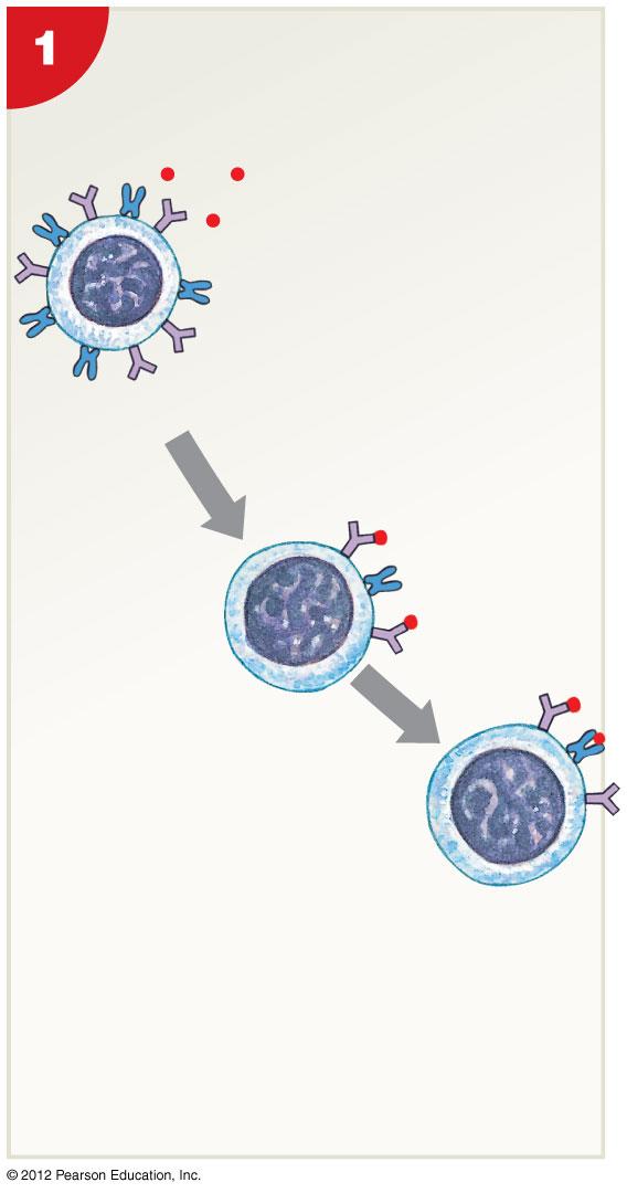 Figure 22-22 The Sensi5za5on and Ac5va5on of B Cells (Step 1) Sensi6za6on An6gens Class II