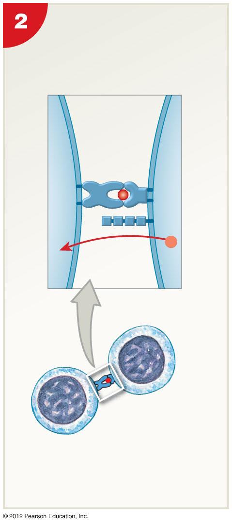 Figure 22-22 The Sensi5za5on and Ac5va5on of B Cells (Step 2) Ac6va6on Class II MHC T