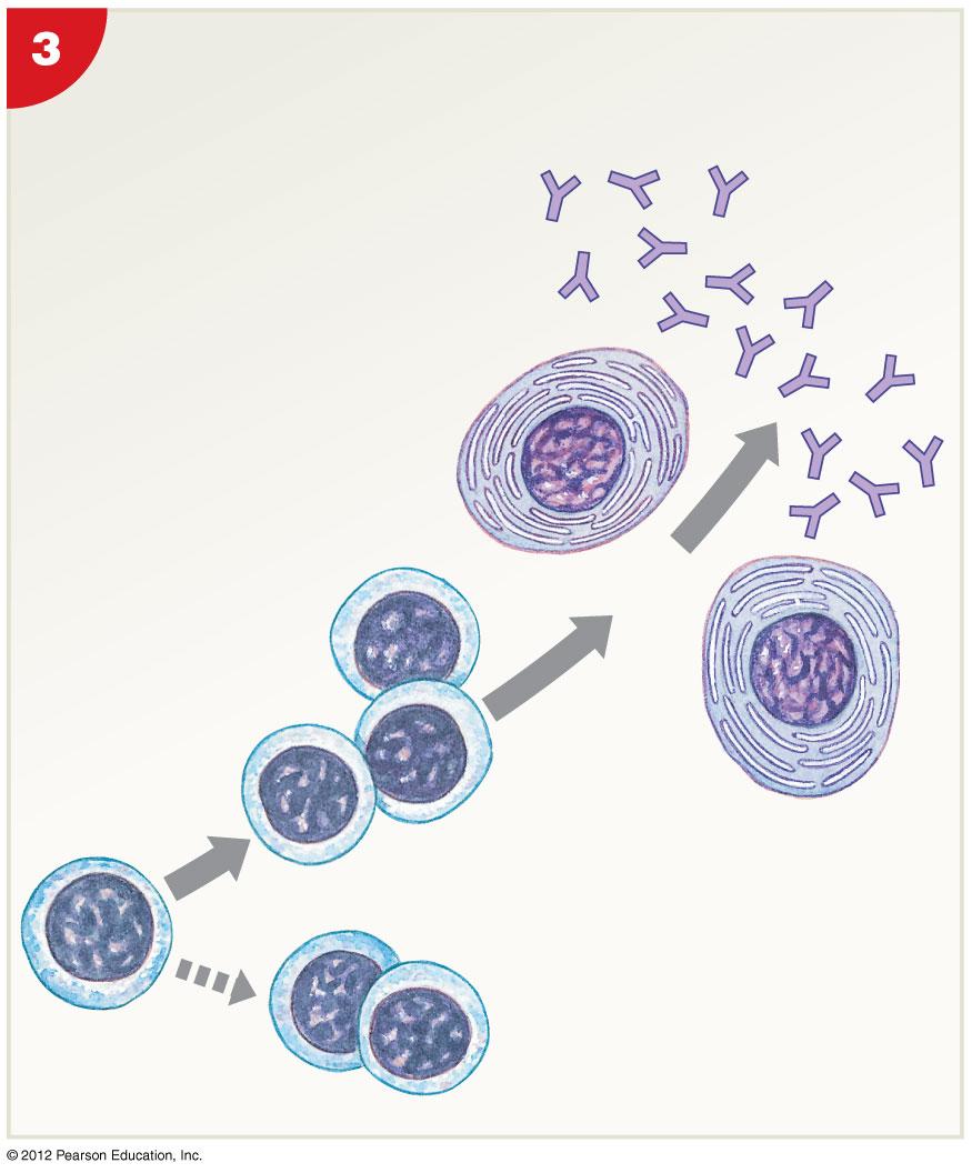 Figure 22-22 The Sensi5za5on and Ac5va5on of B Cells (Step 3) Division and