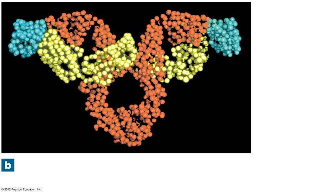 Figure 22-23b An5body Structure and Func5on An6gen binding site