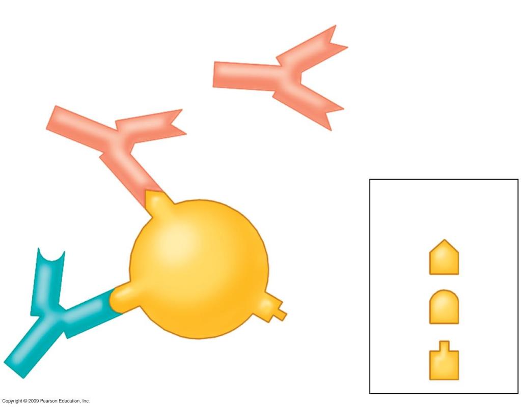 Antibody A molecule Antigenbinding sites