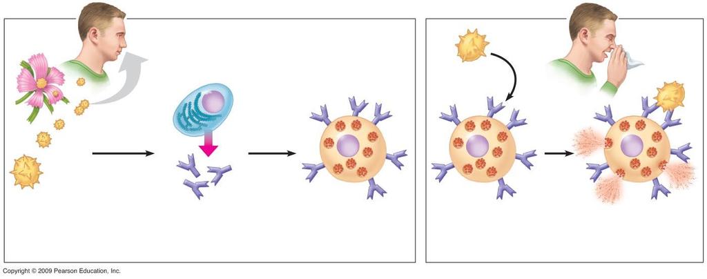 B cell (plasma cell) Mast cell Antigenic determinant Histamine 1 Allergen (pollen grain) 2 B cells make 3 Antibodies 4 Allergen binds to 5 Histamine is enters