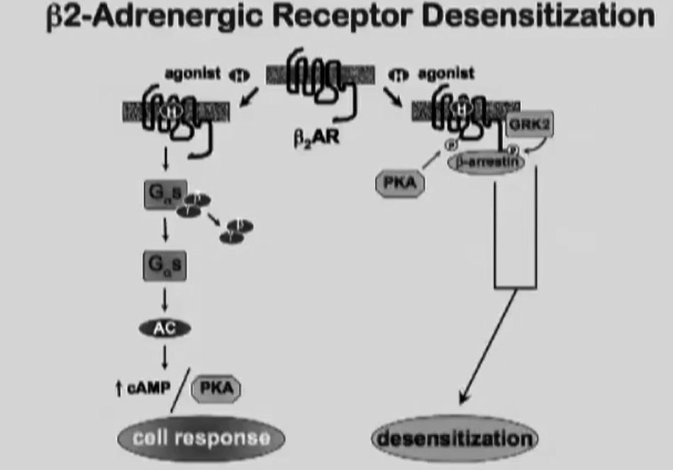 mechanisms of GPCRs desensitization Kinase recognize the activated receptor C-terminus of Receptor is