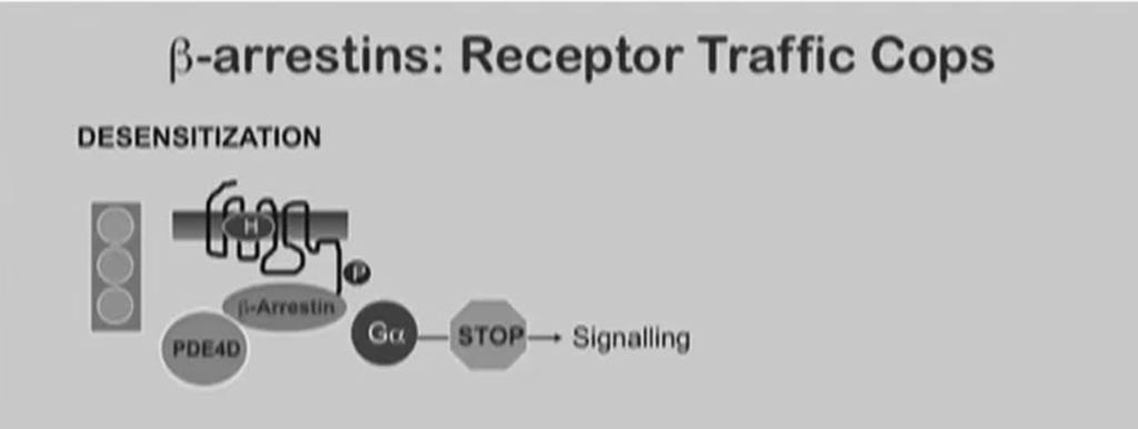 The β-arrestin and desensitization of GPCRs arrestins block G-protein signaling thus reducing the production of.