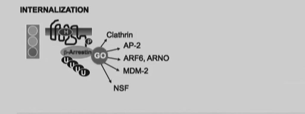 The β-arrestin mechanism is bi-functional: DESENSITIZATION & INTERNALIZATION β-arrestins work as adaptor to facilitate the Clathrin-mediate endocytosis of GCPRs