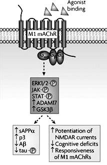 The role of G protein-coupled receptors in the pathology of Alzheimer's disease GPCRs exert their multiple functions through a complex network of intracellular signalling pathways.