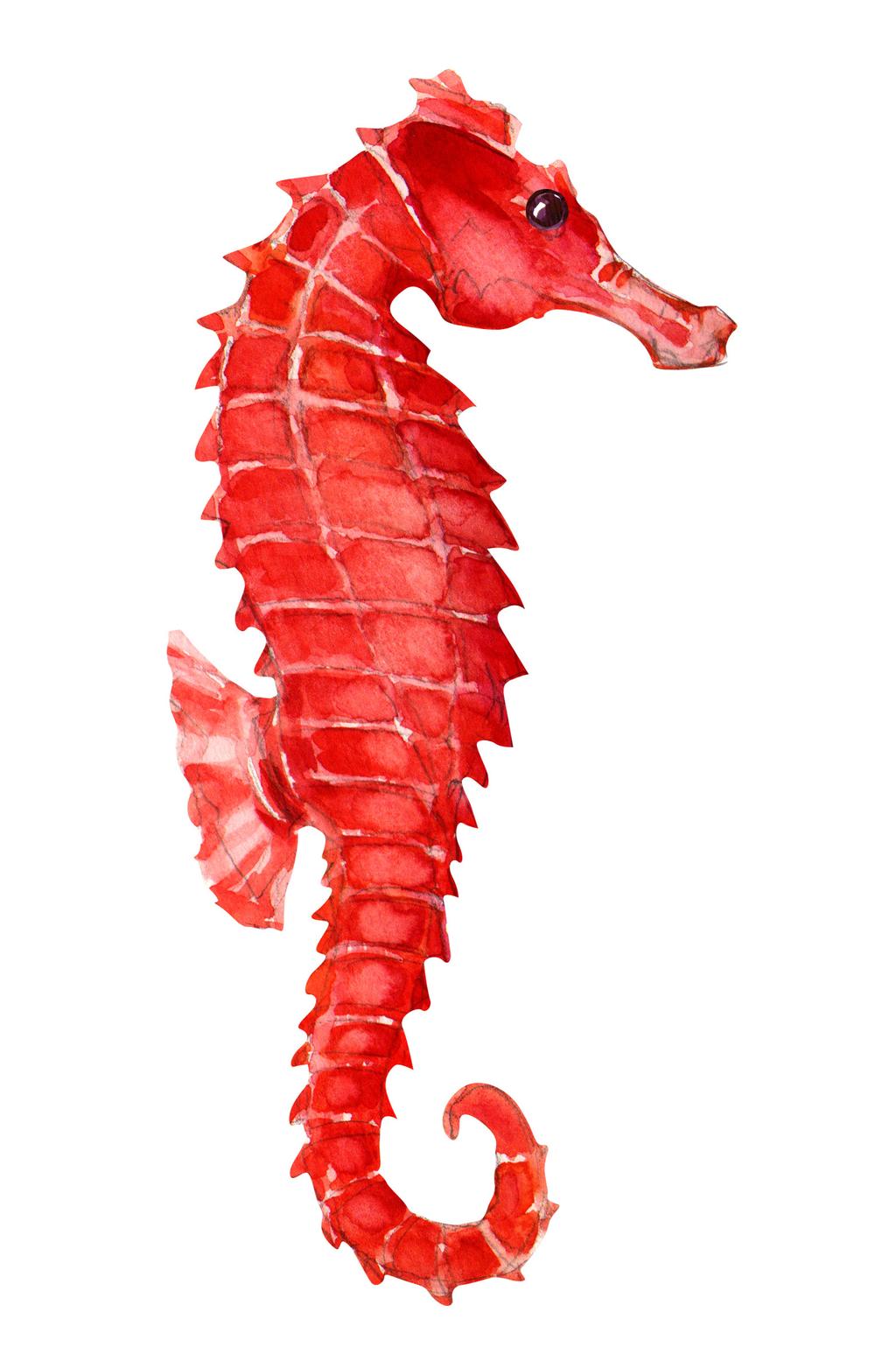 SECTION 4 Seahorse There are 5 different stages in the seahorse life cycle. Put the seahorse life cycle in the correct order by placing a number next to each stage.