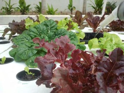 Recovery Through Aquaponics: Purpose Approximately 100 patients have engaged in