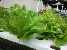 Recovery Through Aquaponics: Purpose On campus open-market sales since May 2010 totaled approximately
