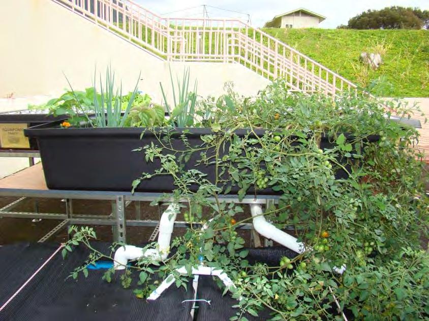 Recovery Through Aquaponics: Possibilities I like to work in the program.