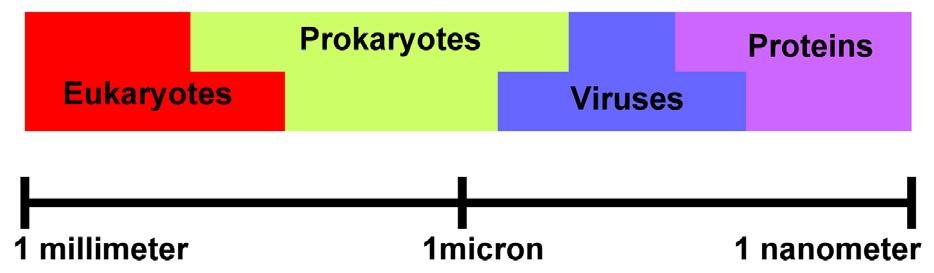 How big are viruses compared with other pathogens? The microbial world generally exists below the limit of what the unaided human eye can see. Sizes can vary considerably within each category.
