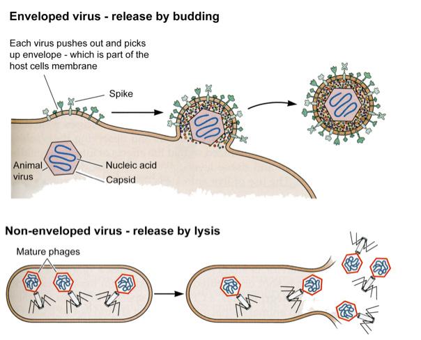 Budding-a form of viral shedding by which enveloped viruses obtain their envelope from the host cell membrane by bulging.